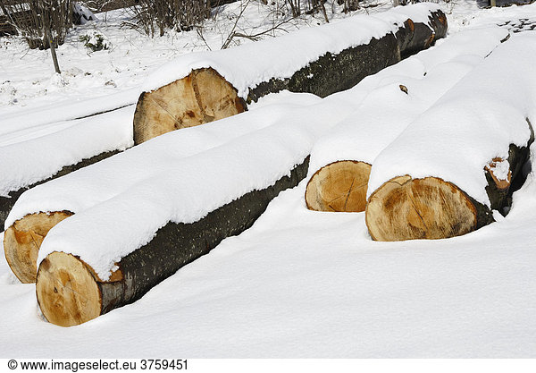 Freshly cut beech logs in wintertime