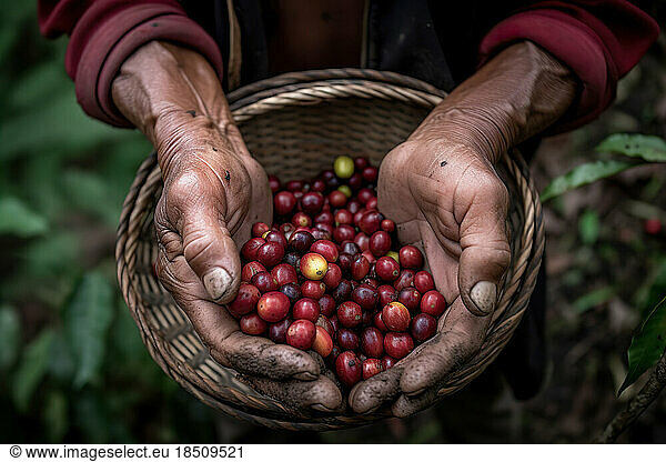 Freshly harvested coffee beans in the farmer's hand. generative AI