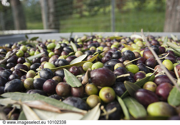 Freshly harvested olives in Tuscany  being prepared for press.