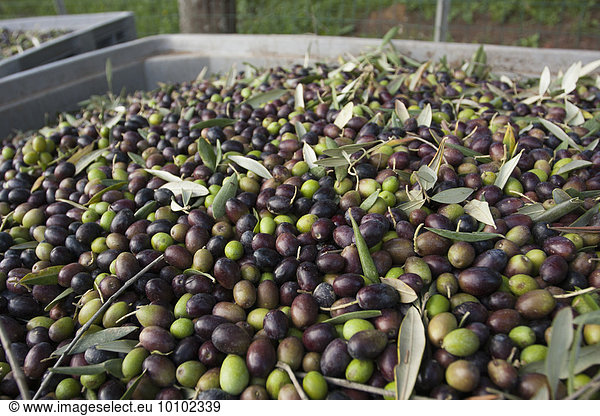Freshly harvested olives in Tuscany  being prepared for press.