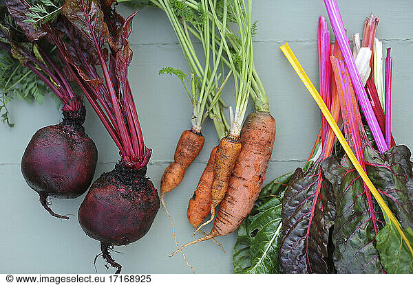 Freshly picked carrots  chard and beetroots