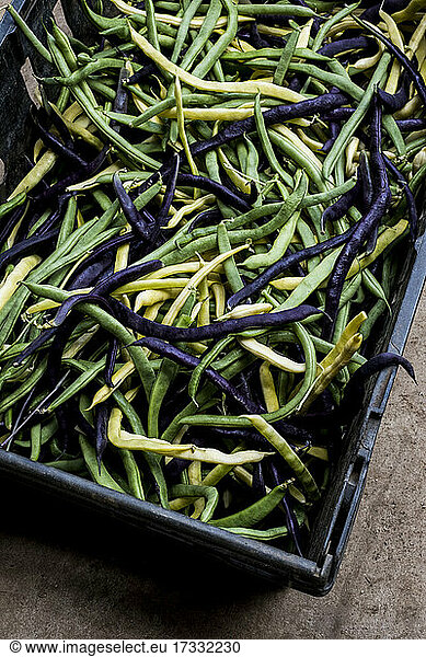 Freshly picked green  yellow and purple beans.