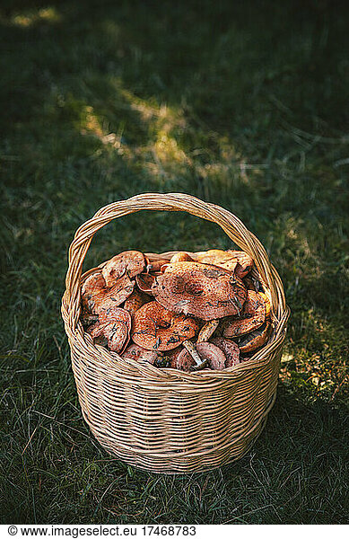 Freshly picked mushrooms in basket on grass