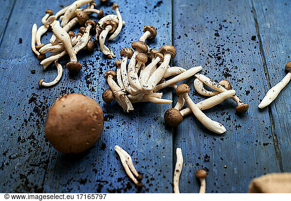 Freshly picked mushrooms lying on blue wooden surface