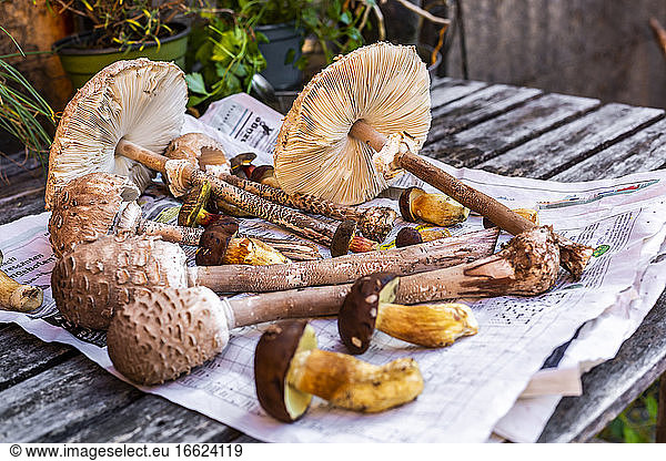 Freshly picked mushrooms lying on newspaper