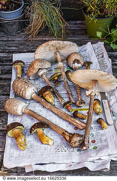 Freshly picked mushrooms lying on newspaper