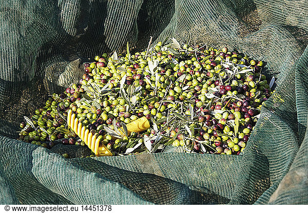 Freshly Picked Olives