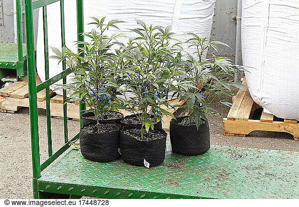 freshly potted cannabis clones ready to go into grow room