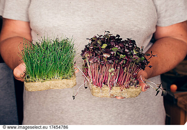 Freshness leek  Colour Cress in the hands