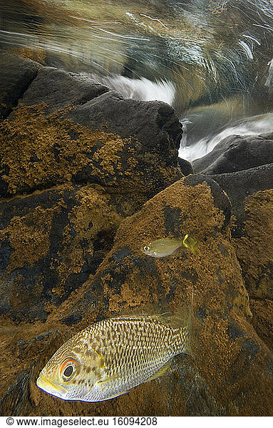 Freshwater Carp (Kuhlia rupestris)  New Caledonia  South Pacific