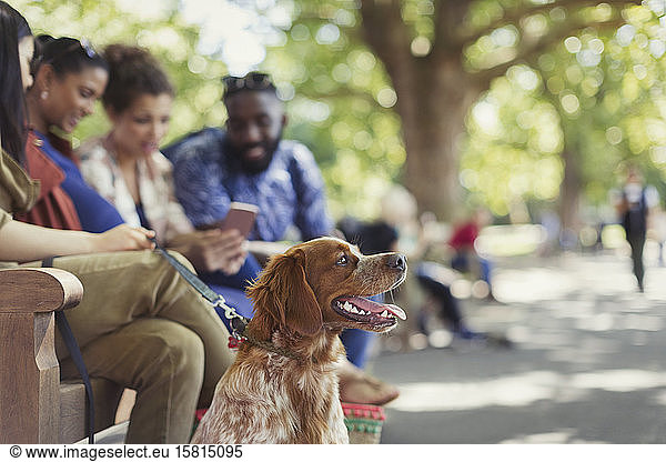 Freunde mit Hund auf einer Parkbank
