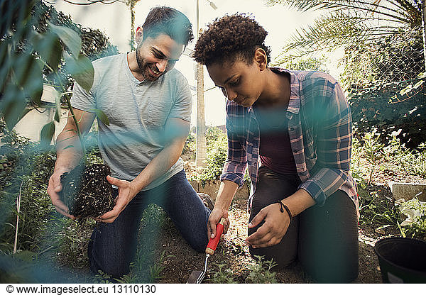 Freunde pflanzen im Gemeinschaftsgarten