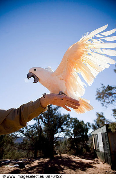 Freundschaft  Tier  Erfolg  Heiligtum  Kakadu  Utah