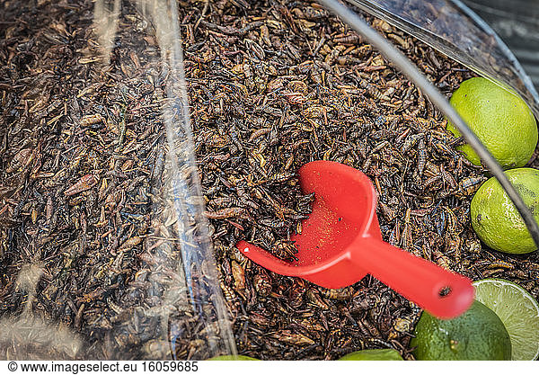 Fried grasshoppers  known as chapulines  for sale; San Cristobal de las Casas  Chiapas  Mexico