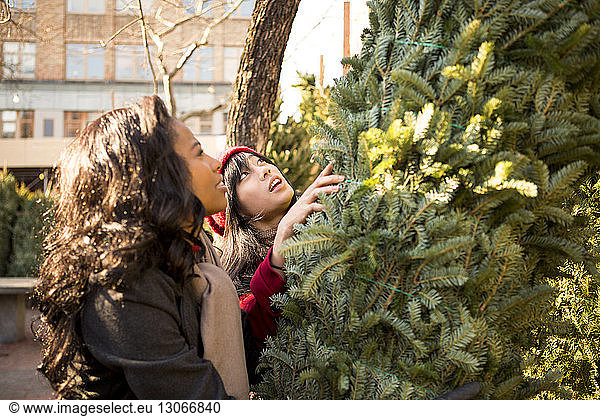 Friends picking Christmas tree in display