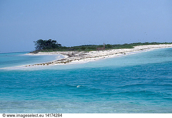 Frigatebird Nesting Island