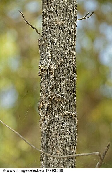 Frilled frill-necked lizard (Chlamydosaurus kingii) adult  camouflaged  resting on tree trunk  Queensland  Australia  Oceania