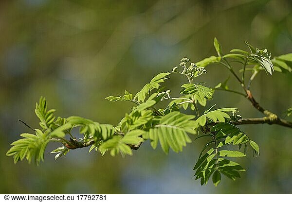 Frisch ausgetriebene Blätter  Eberesche (Sorbus aucuparia)