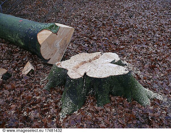 Frisch gefällter Buchenbaum (Fagus) im Winterwald