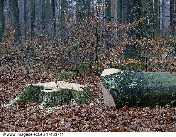 Frisch gefällter Buchenbaum (Fagus) im Winterwald