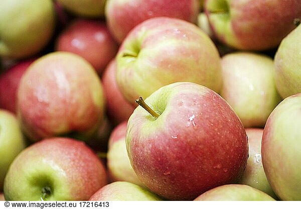Frische Apfelernte aus Südtirol