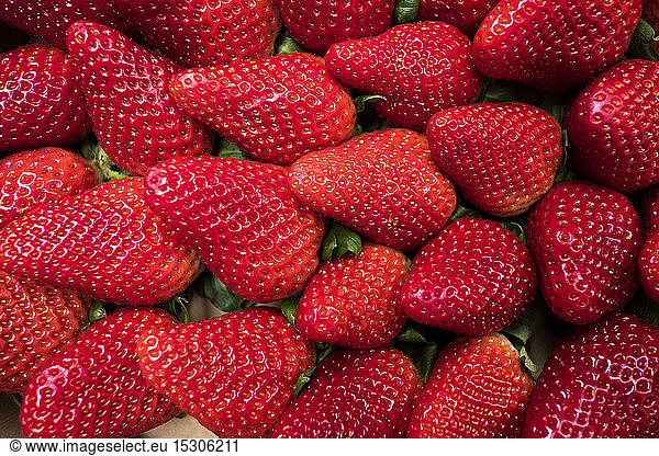 Frische Früchte  rote reife Erdbeeren
