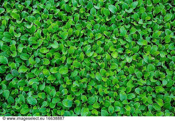 Frische grüne Blätter bedeckt das Land Hintergrund. Kleine Pflanzen Bett Hintergrund.