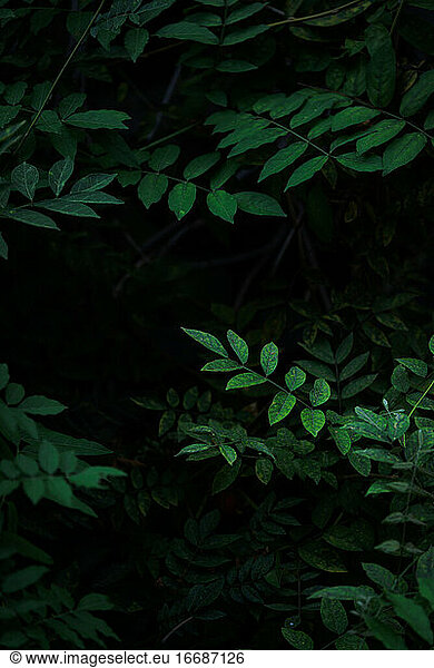 frische grüne Blätter dunkler Hintergrund