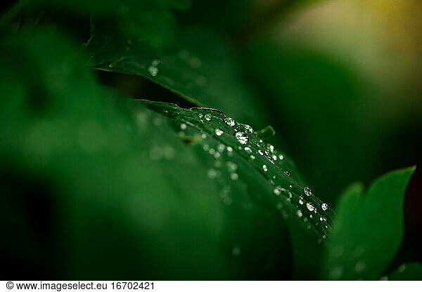 frische Regentropfen auf grünen Blättern einer Gartenpflanze