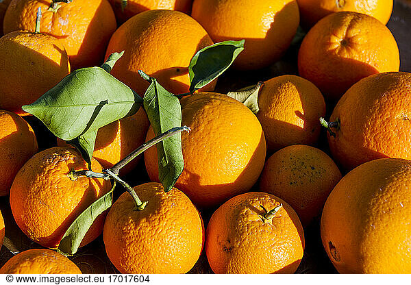Frische reife Orangen