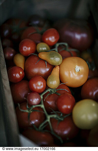 Frische rote Tomaten im Korb