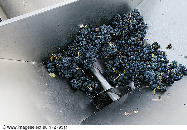 Frische Trauben in der Kelteranlage einer Weinkellerei