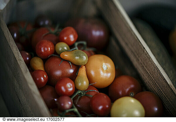 Frische und biologische Tomaten im Korb