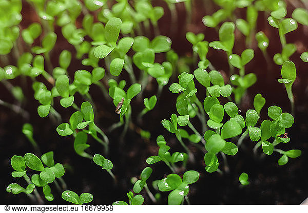 Frisches Mikrogemüse  Anbau  Makrofotografie. grüne Blätter. gemischter Salat