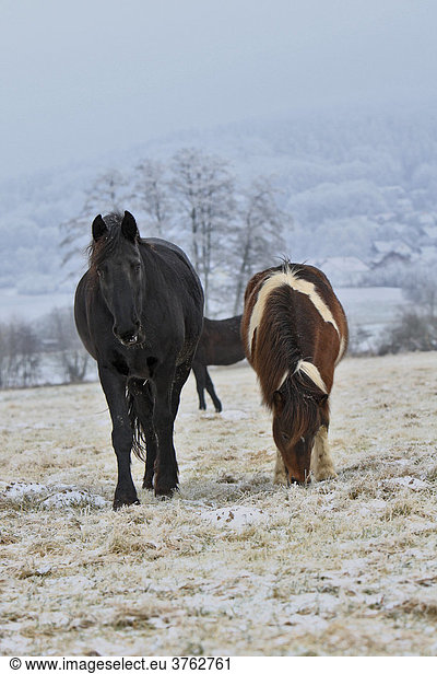 Frisian Horse and Icelandic Horse  paddock in wintertime