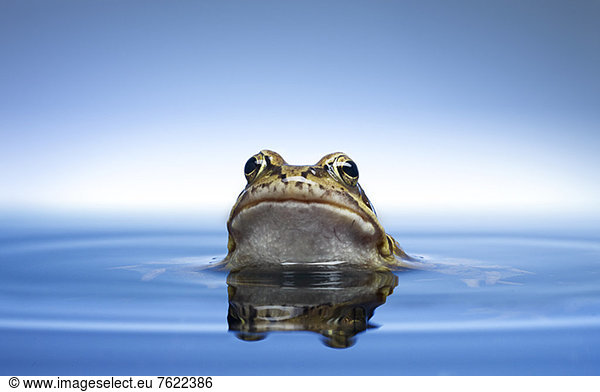 Frog peeking out of water