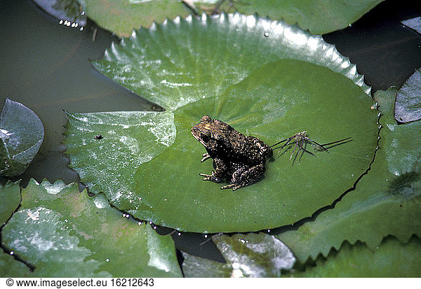 frog  Thailand