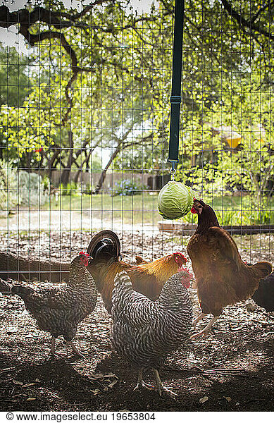 From small  homemade structures to large  elaborate homes  chicken coops are growing in popularity in the country.