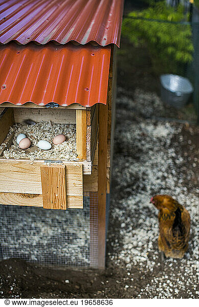 From small  homemade structures to large  elaborate homes  chicken coops are growing in popularity in the country.