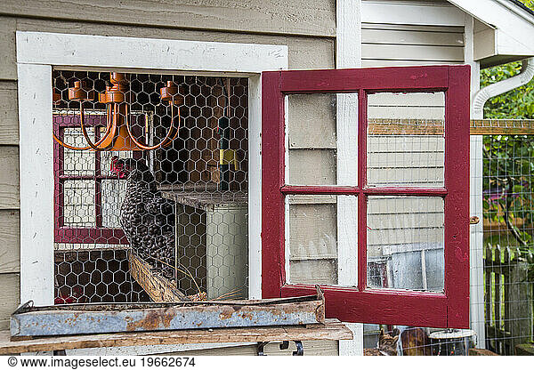From small  homemade structures to large  elaborate homes  chicken coops are growing in popularity in the country.
