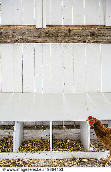 From small  homemade structures to large  elaborate homes  chicken coops are growing in popularity in the country.