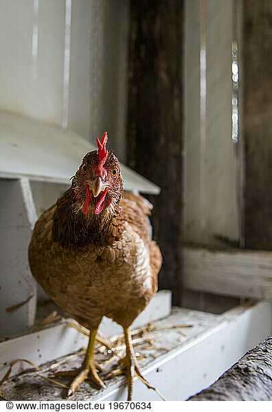From small  homemade structures to large  elaborate homes  chicken coops are growing in popularity in the country.