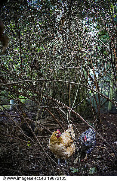 From small  homemade structures to large  elaborate homes  chicken coops are growing in popularity in the country.