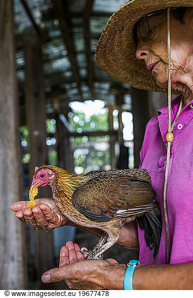 From small  homemade structures to large  elaborate homes  chicken coops are growing in popularity in the country.