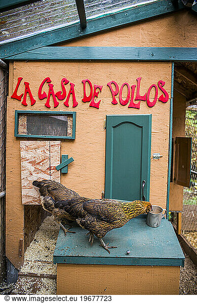 From small  homemade structures to large  elaborate homes  chicken coops are growing in popularity in the country.
