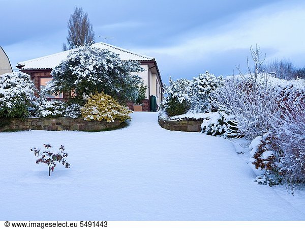 Front garden of bungalow in winter snow  Wirral  Merseyside  England
