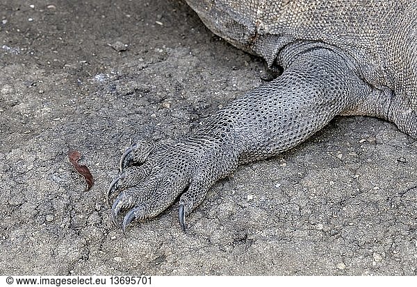 Front leg of a large Komodo Dragon (Varanus komodoensis)  Komodo National Park and World Heritage Site  Rinca Island  Flores  West Manggarai  East Nusa Tenggara  Indonesia. IUCN=Vulnerable.