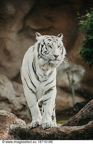 Front view of a white tiger on a rock