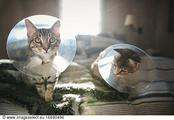 Front View of Two Cats Wearing Cones on Bed in Seattle, WA