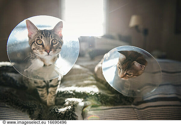 Front View of Two Cats Wearing Cones on Bed in Seattle  WA